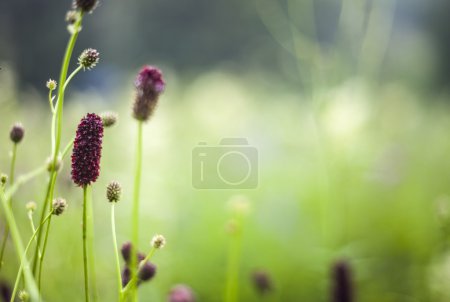 Abstract beautiful gentle spring flower background. Closeup with soft focus. Sweet color