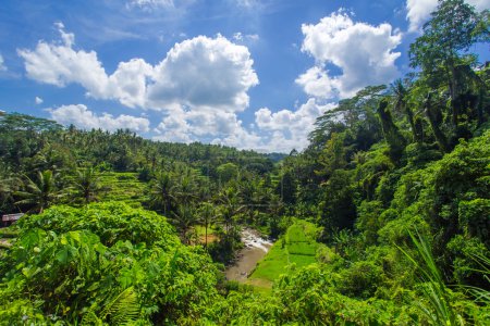 Beautiful rice fields in jungle