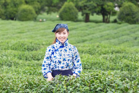 亚洲女孩采摘茶叶