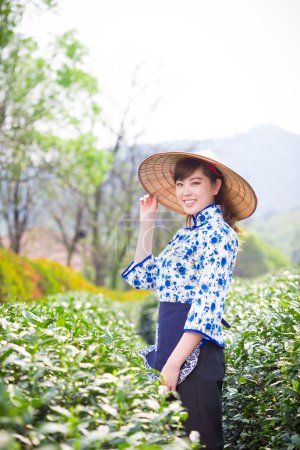 asian girl picking tea leaf 