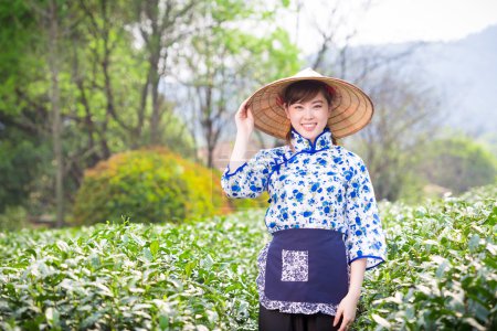 asian girl picking tea leaf 