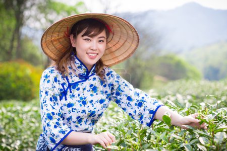 asian girl picking tea leaf 