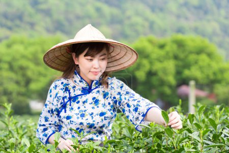 asian girl picking tea leaf 