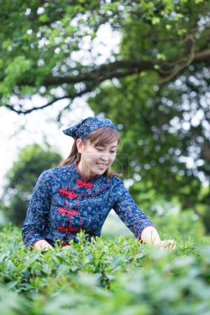 Asian girl working in green tea plantation