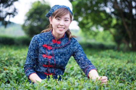Asian girl working in green tea plantation