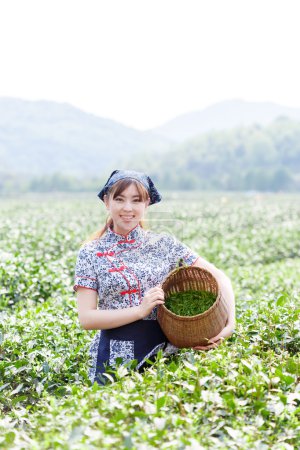 亚洲种植园采茶的漂亮女孩