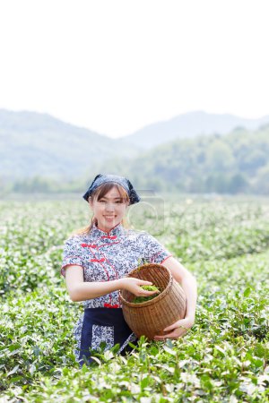 亚洲种植园采茶的漂亮女孩