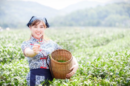 亚洲种植园采茶的漂亮女孩