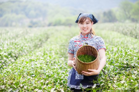 亚洲种植园采茶的漂亮女孩