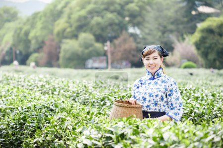 亚洲种植园采茶的漂亮女孩