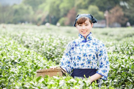 亚洲种植园采茶的漂亮女孩