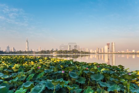 lotus pond and modern city