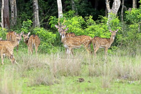 Spotted deer