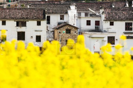 Rape flowers and Chinese ancient buildings in Wuyuan, China