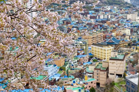 Sakura tree at Gamcheon Culture Village, Busan