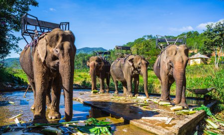 Farm of elephants near Dalat