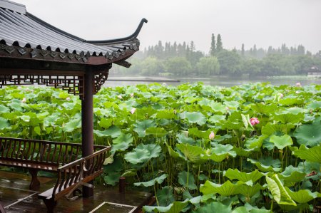 Pink Lotus Flowers on the lake