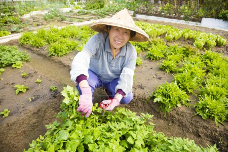 快乐的女性高级农民在蔬菜农场工作