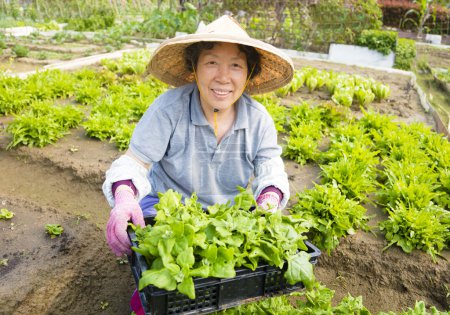 快乐的女性高级农民在蔬菜农场工作