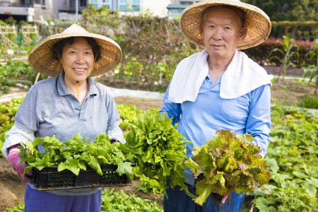 快乐的年长夫妇从事蔬菜花园