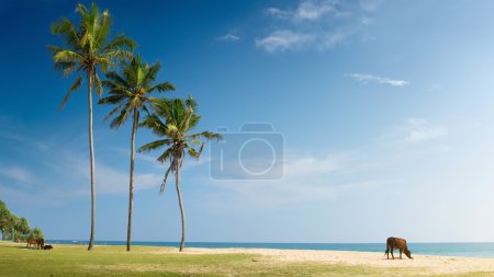 Sri Lanka