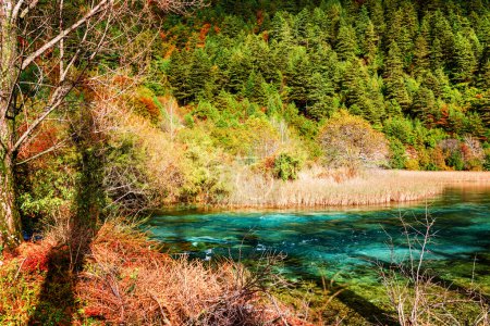 River with azure crystal water among evergreen woods in autumn