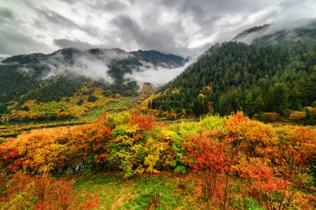 Beautiful view of mountains in fog and colorful fall forest