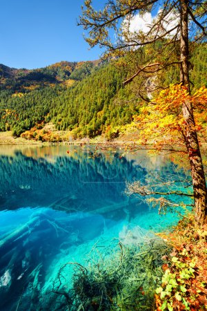 Amazing azure lake. Submerged tree trunks are visible in water