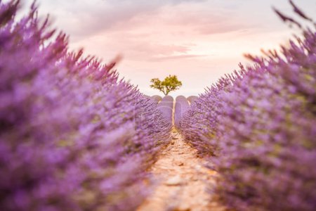 Wonderful nature landscape, amazing sunset scenery with blooming lavender flowers. Moody sky, pastel colors on bright landscape view. Floral panoramic meadow nature in lines with trees and horizon. Amazing nature background, romance, idyllic