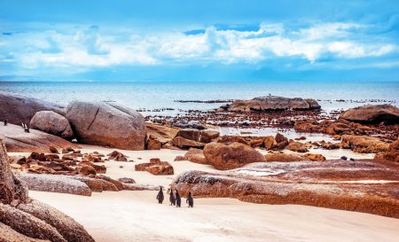 Wild South African penguins