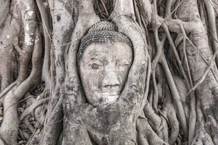 buddhas head in Mahathat temple