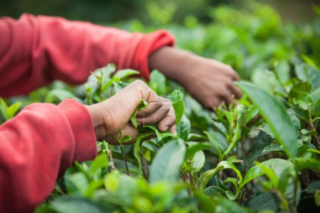 Hands of tea picker on Sri Lanka