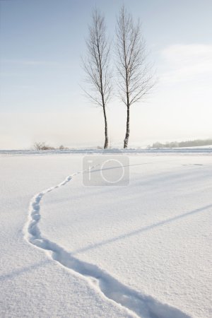 树木在冬天雪景观