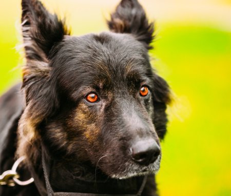 德国牧羊犬近了画像.狼狗的狼犬.deutsc