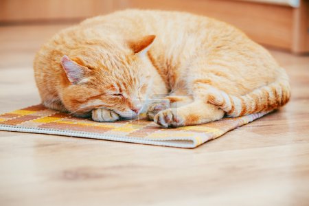 和平, 橙色, 红色, 猫男性小猫蜷缩在地板上他床上睡觉        加入