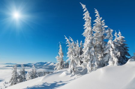 雪覆盖的冷杉