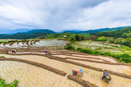 rice field in pa pong pieng