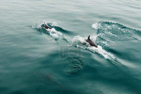 豆荚快速海豚在野生动物海