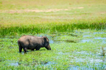 wild boar in lake