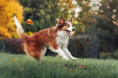 年轻的边境牧羊犬玩树叶在秋天