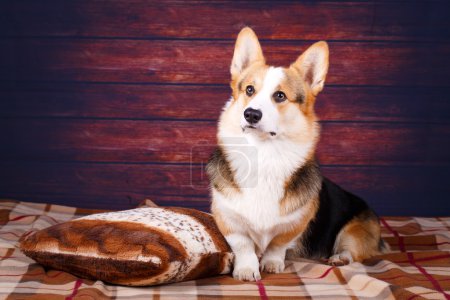 welsh corgi pembroke dog