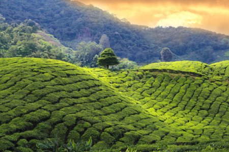 cameron highlands tea plantation