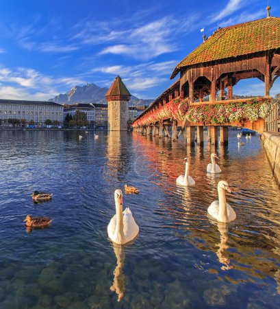 Swans on the Reuss river at the Chapel Bridge 