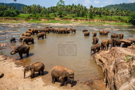 Elephants of Pinnawala elephant orphanage bathing in river