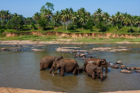 Elephants of Pinnawala elephant orphanage bathing in river