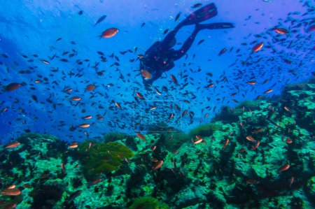 Scuba diving on coral reef in sea