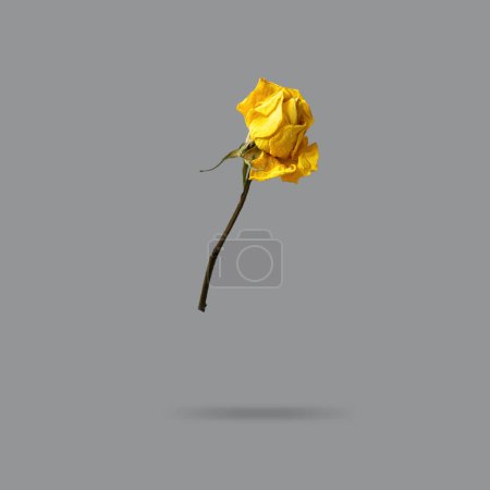 beautiful yellow dry rose on gray background