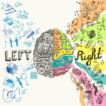 大脑两半球素描