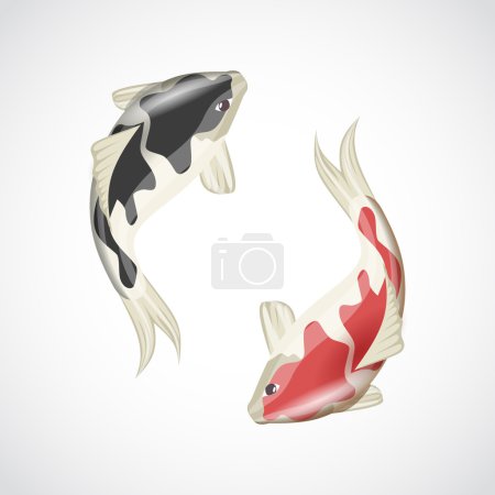 Koi fish illustration