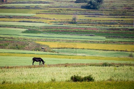 Grassland of Zhangjiakou Hebei China at autumn